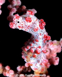 A pygme sea horse at Lembeh Strait, North Sulawesi, Indon... by Atle Ove Martinussen 